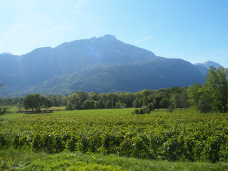 Vignoble en sc&egrave;nes